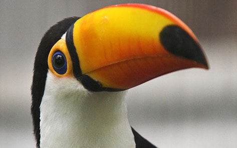 World to Lose Two Thirds of Animals by 2020