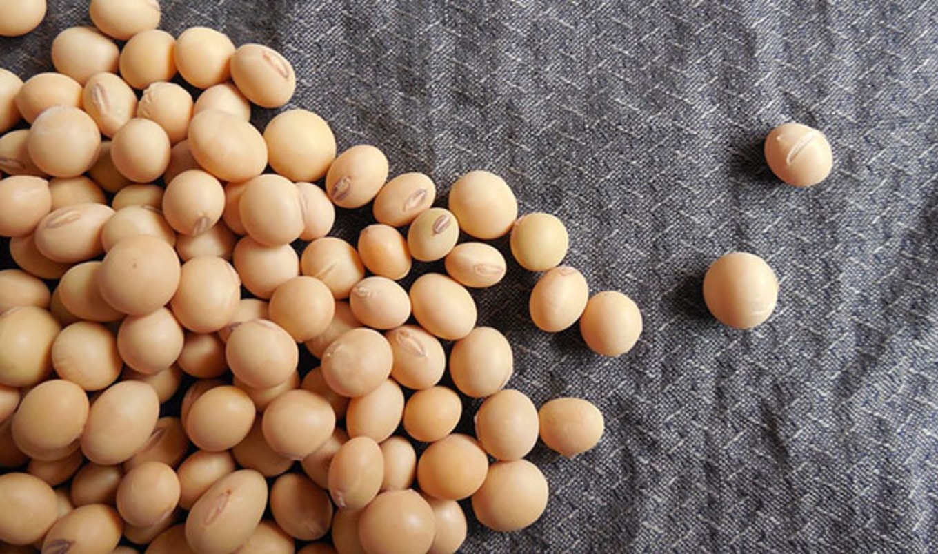 Demand for Vegan Protein to Double by 2024