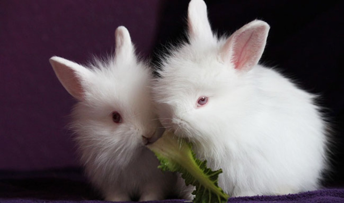 LUSH Grants $445,000 to End Animal Testing