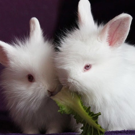 VegNewsWhiteRabbits