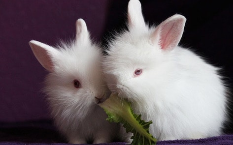 VegNewsWhiteRabbits