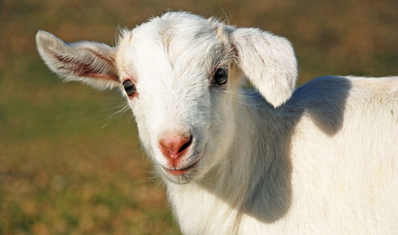 Farm Sanctuary Celebrates 30 Years of Saving Animals