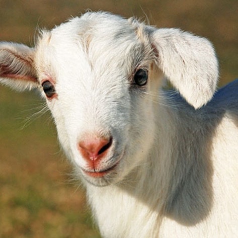 Farm Sanctuary Celebrates 30 Years of Saving Animals