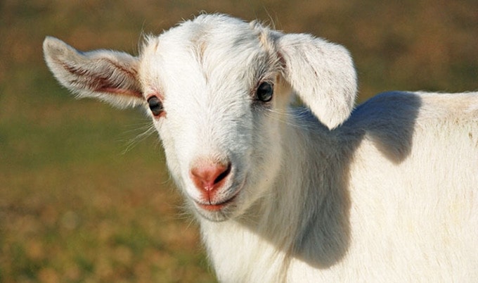 VegNewsBabyGoatFarmSanctuary