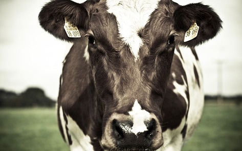 VegNewsCow1