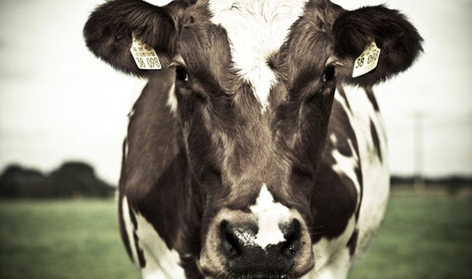 VegNewsCow1
