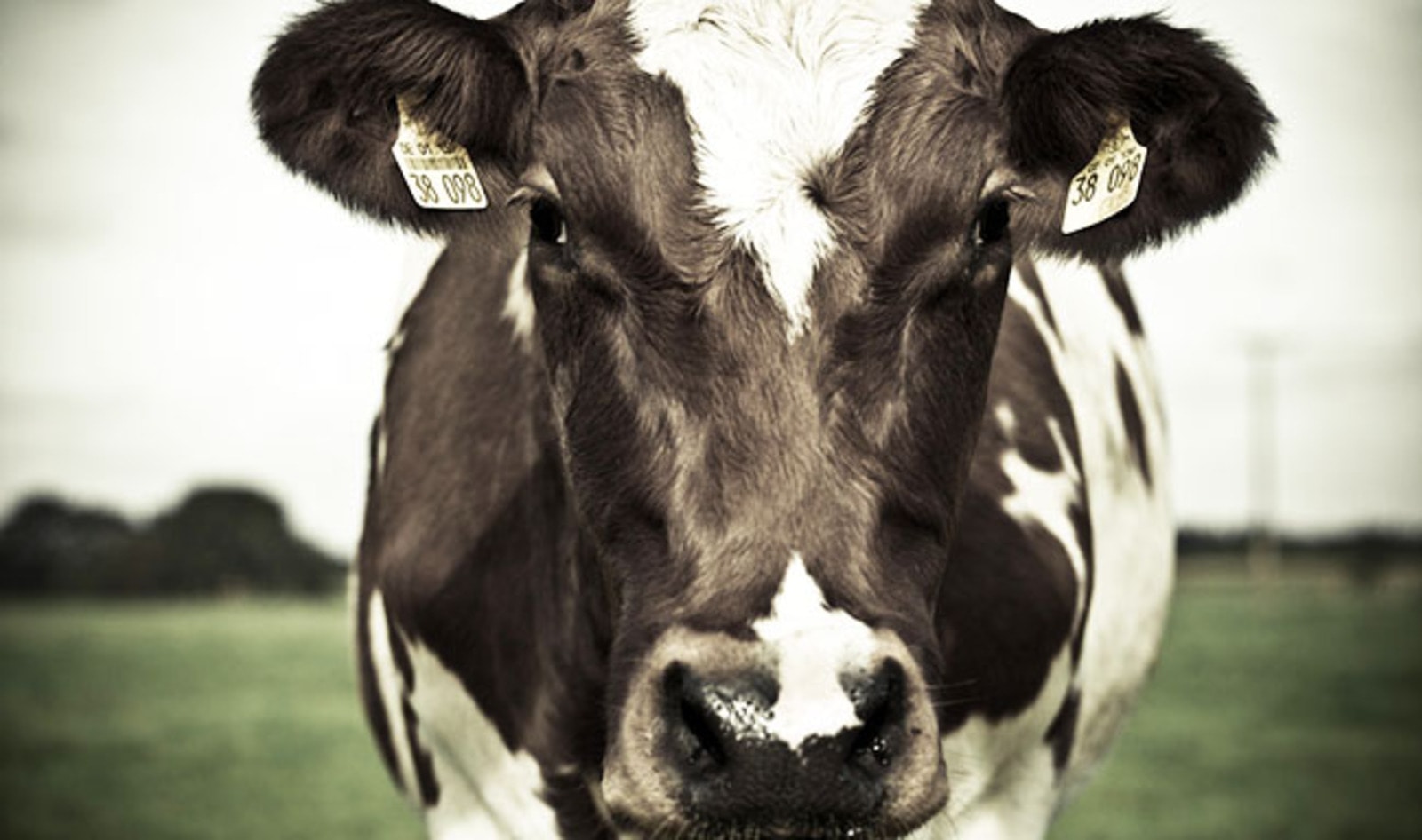 128 Million Tons of Milk Are Dumped Globally Every Year