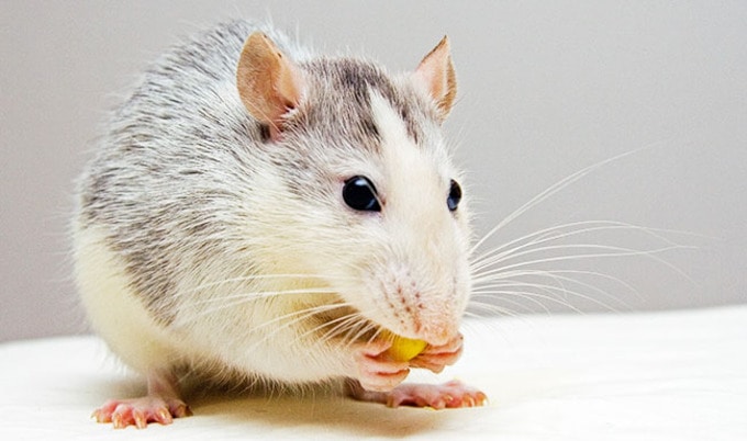 VegNewsMouse