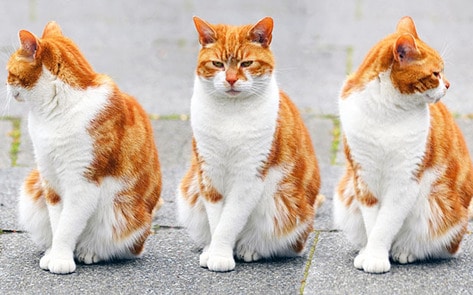 Vegans Open Animal Museum in Los Angeles