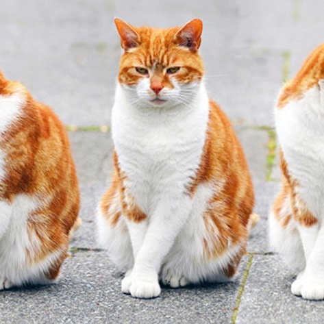 Vegans Open Animal Museum in Los Angeles