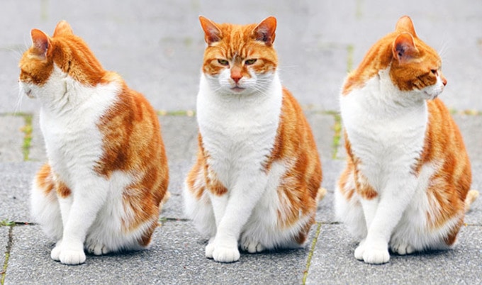 VegNewsCat2