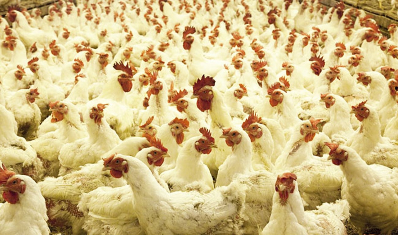 Two-Thirds of British Chicken Contains E. Coli