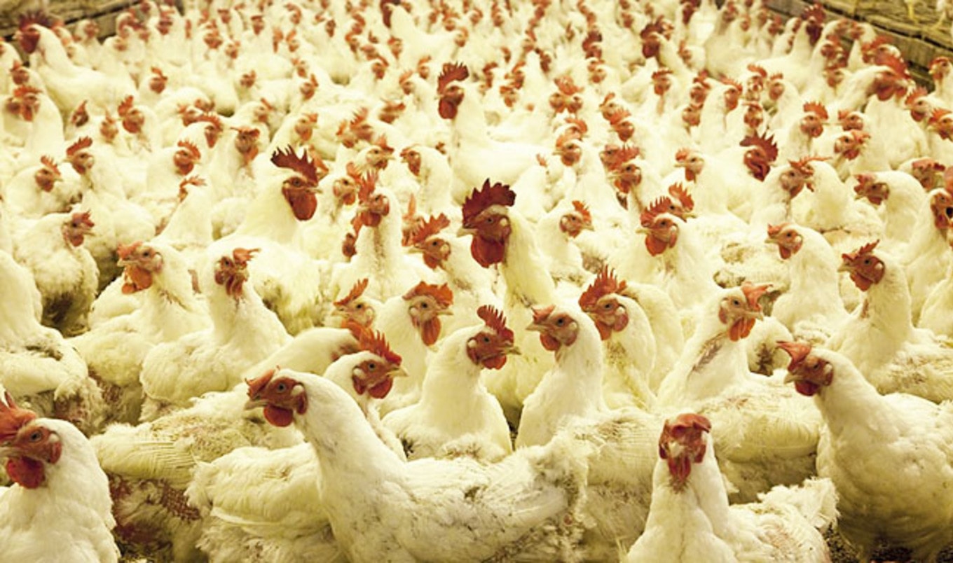 Arizona Struggles to Find Egg and Dairy Farm Workers