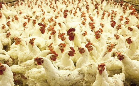 Refugees Forced to Work at Factory Farm Win $1.2 Million