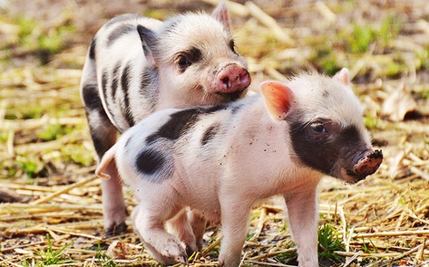 Judge Overrules Utah "Ag-Gag" Law