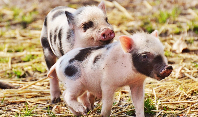 VegNewsPiglets