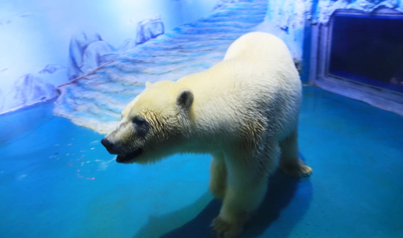 "World's Saddest Polar Bear" Released from Mall Cage