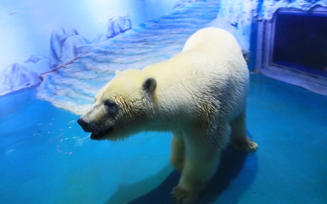 "World's Saddest Polar Bear" Released from Mall Cage