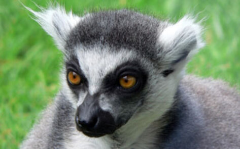 Lemurs Killed for Meat