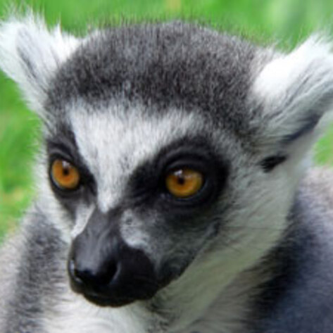 Branson's Lemur Island