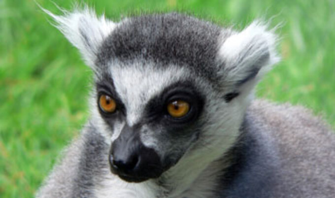 VND.lemur