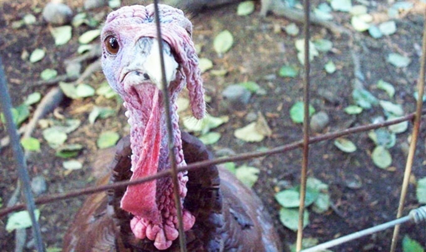 Investigations Uncover Cannibalism at Turkey Farm