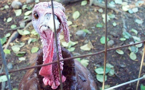 Investigations Uncover Cannibalism at Turkey Farm