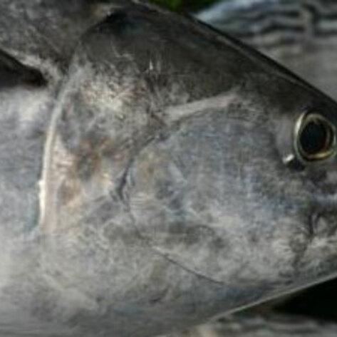 Tuna Extinct by 2048