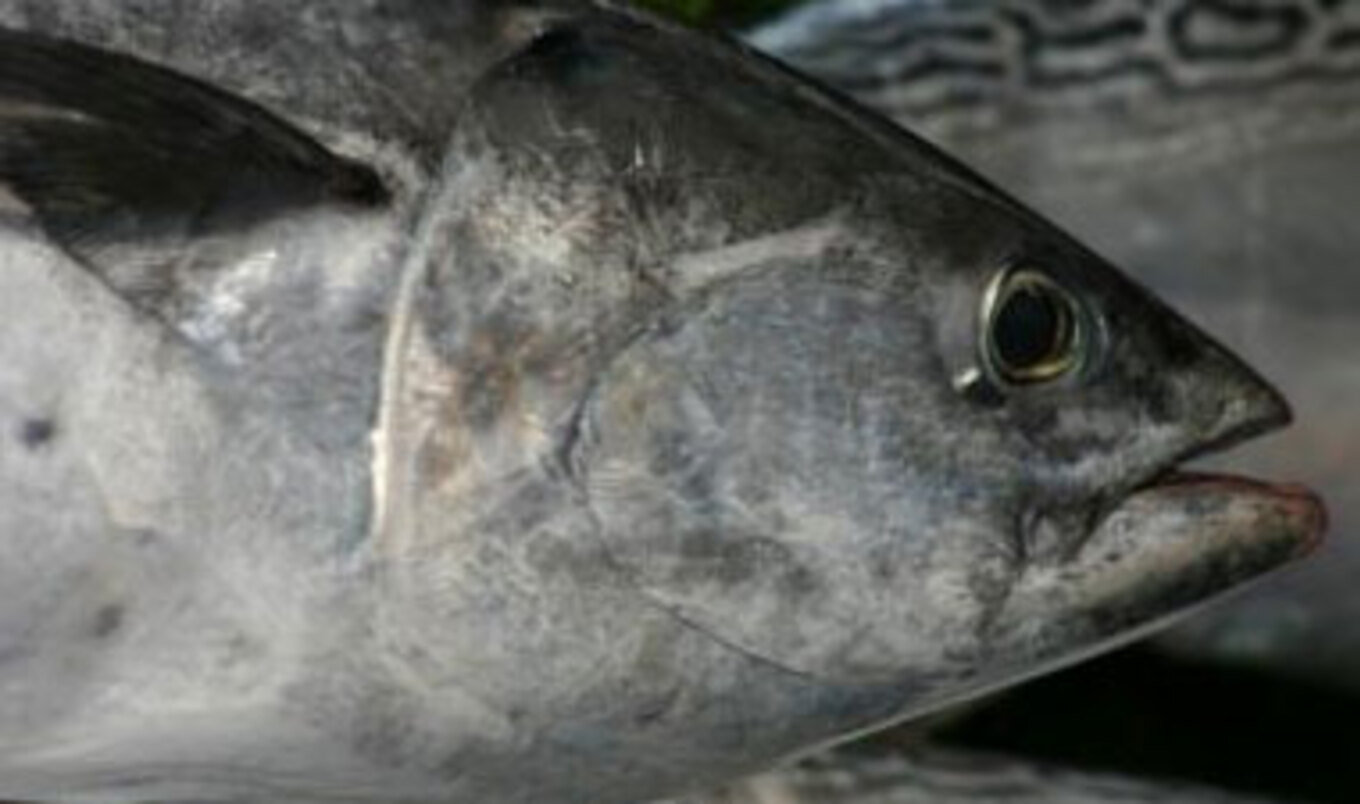 too-much-mercury-in-fish-vegnews