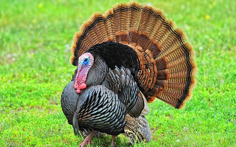 Slaughter-Free Turkey Comes to the Table by 2030