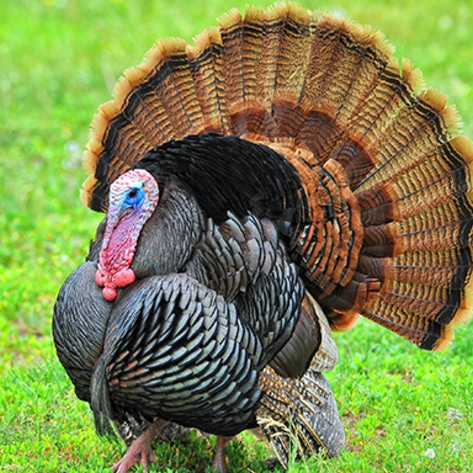 Slaughter-Free Turkey Comes to the Table by 2030