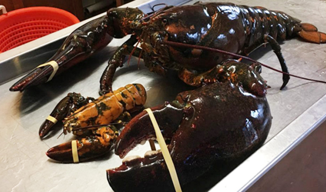 Vegan Rescues 100-Year-Old Giant Lobster
