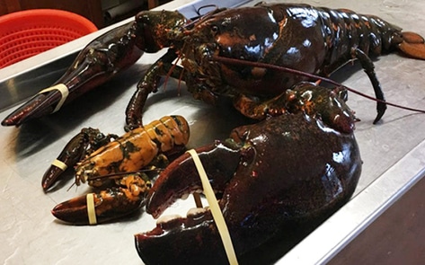 Vegan Rescues 100-Year-Old Giant Lobster