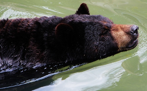 Marine Animal Park Charged with Five Counts of Cruelty