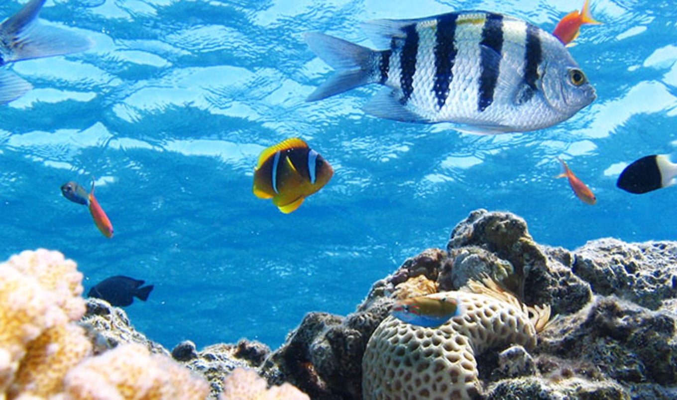 Non-Fish Oil Feed to Stop Forced Fish Cannibalism