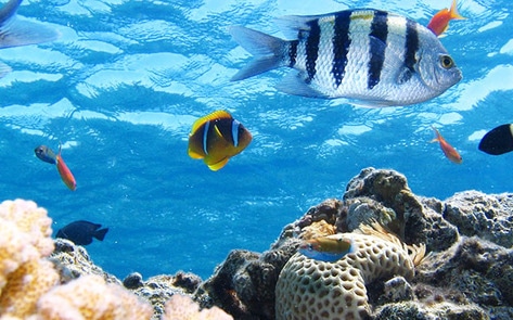 Non-Fish Oil Feed to Stop Forced Fish Cannibalism