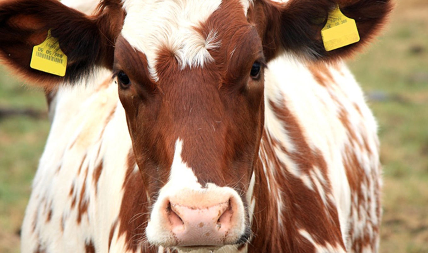Irish Officials Blame Dairy Industry for Climate Change