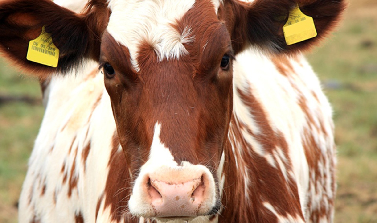 Food Advocacy Group Launches $3 Million Grant to Wipe Out Animal Agriculture