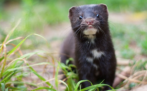 Last Fur Farm Closes in Japan