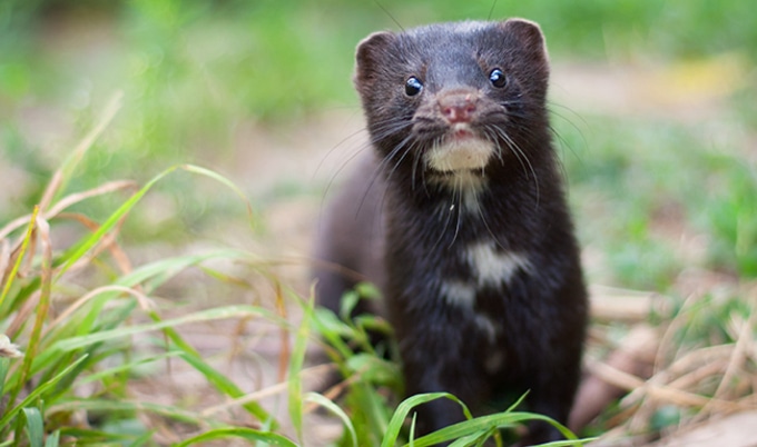 VegNewsMink