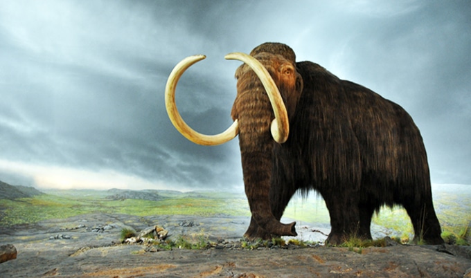 VegNewsWoollyMammoth
