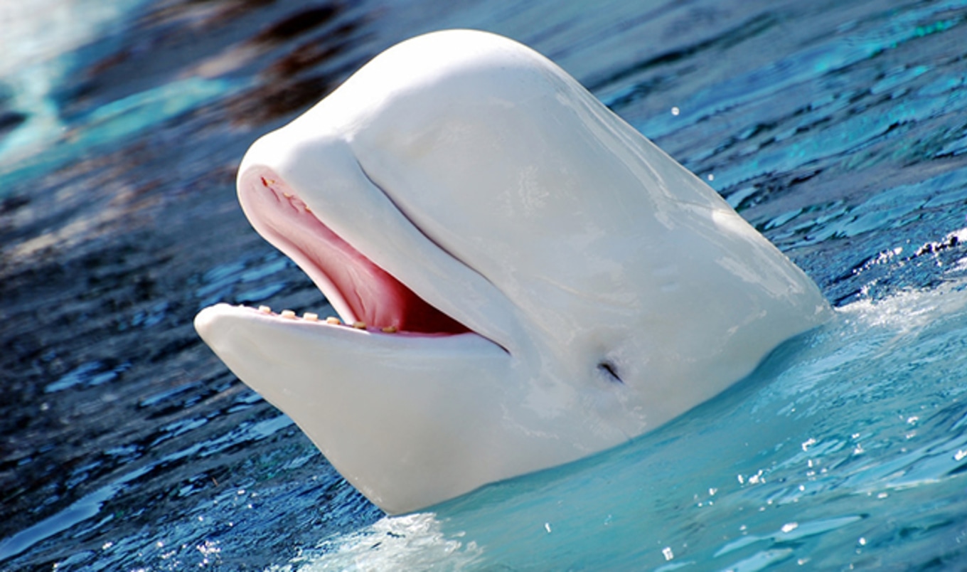 Last Two Beluga Whales Die at Vancouver Aquarium