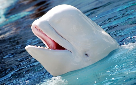 Last Two Beluga Whales Die at Vancouver Aquarium