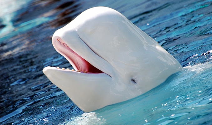 VegNewsBelugaWhale