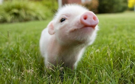 10 Tiny Vegan Things That Are Wildly Adorable