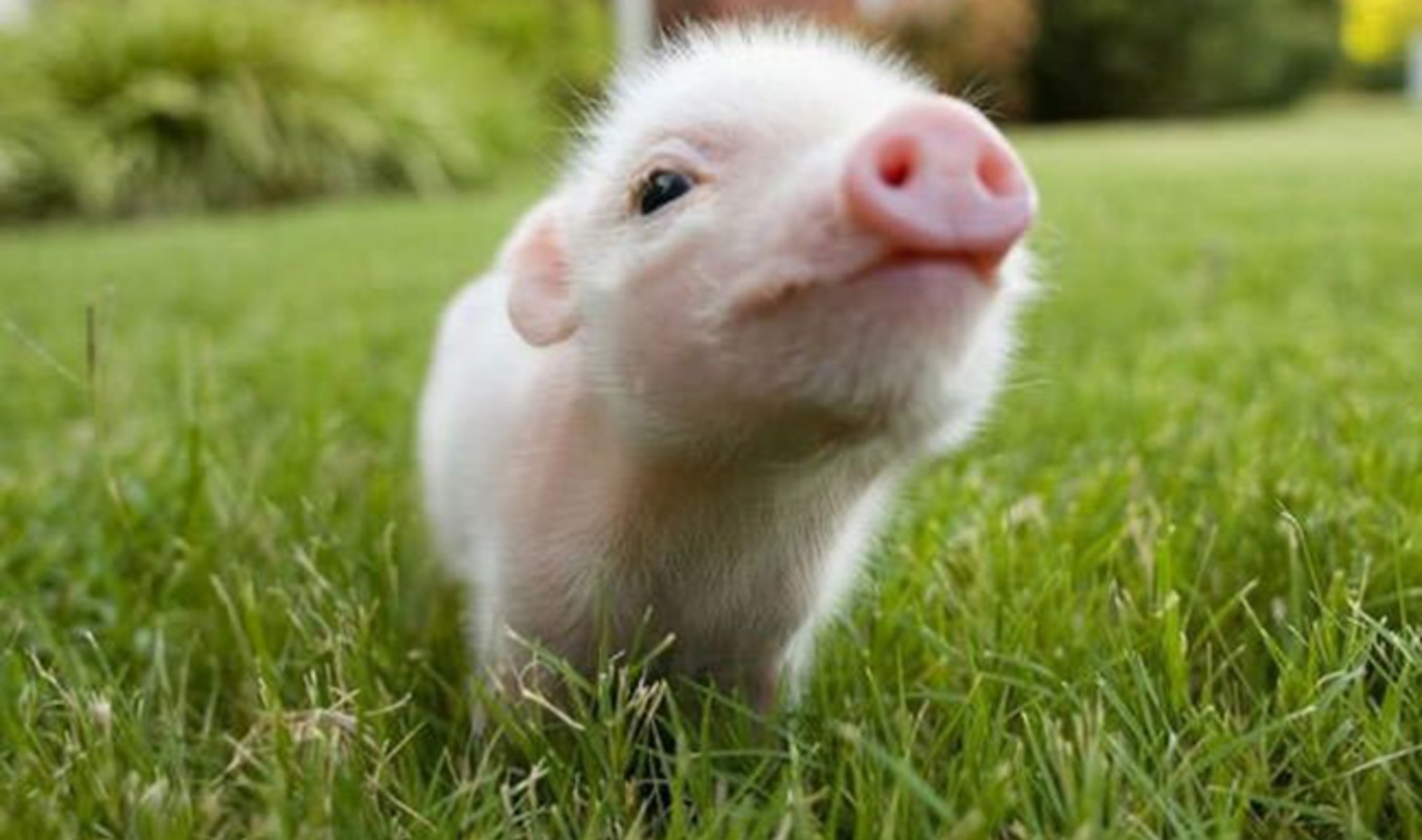 10 Tiny Vegan Things That Are Wildly Adorable