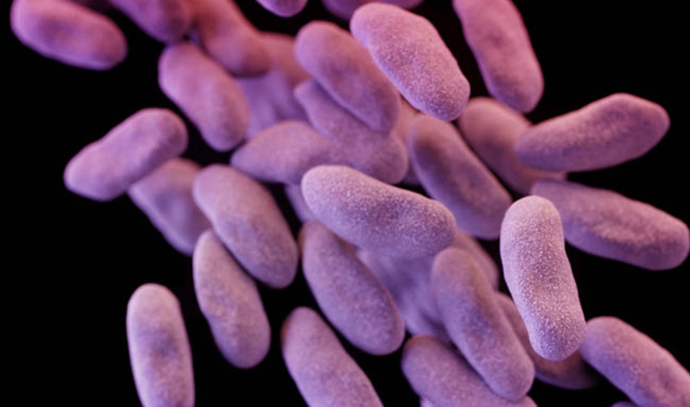 Rare Superbug Gene Found in Pig on US Farm