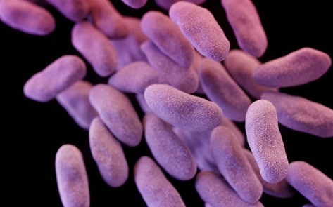 Rare Superbug Gene Found in Pig on US Farm