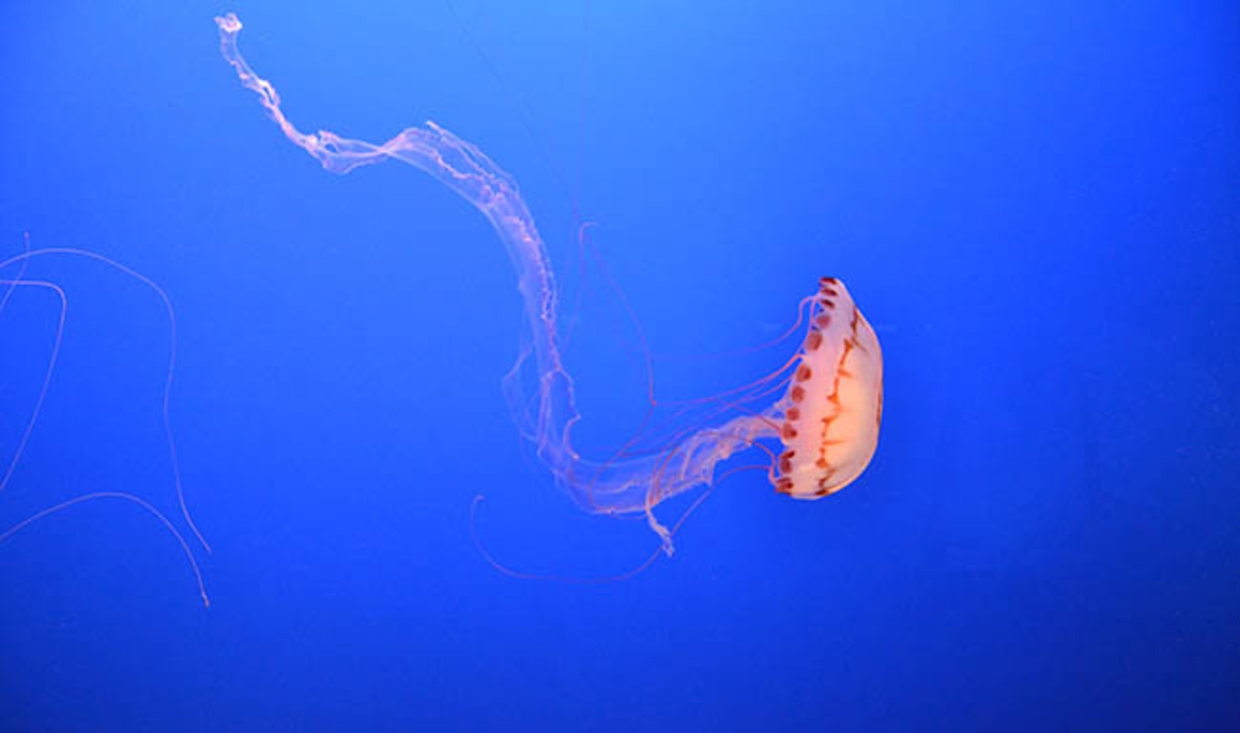 All Fish to Go Extinct by 2048