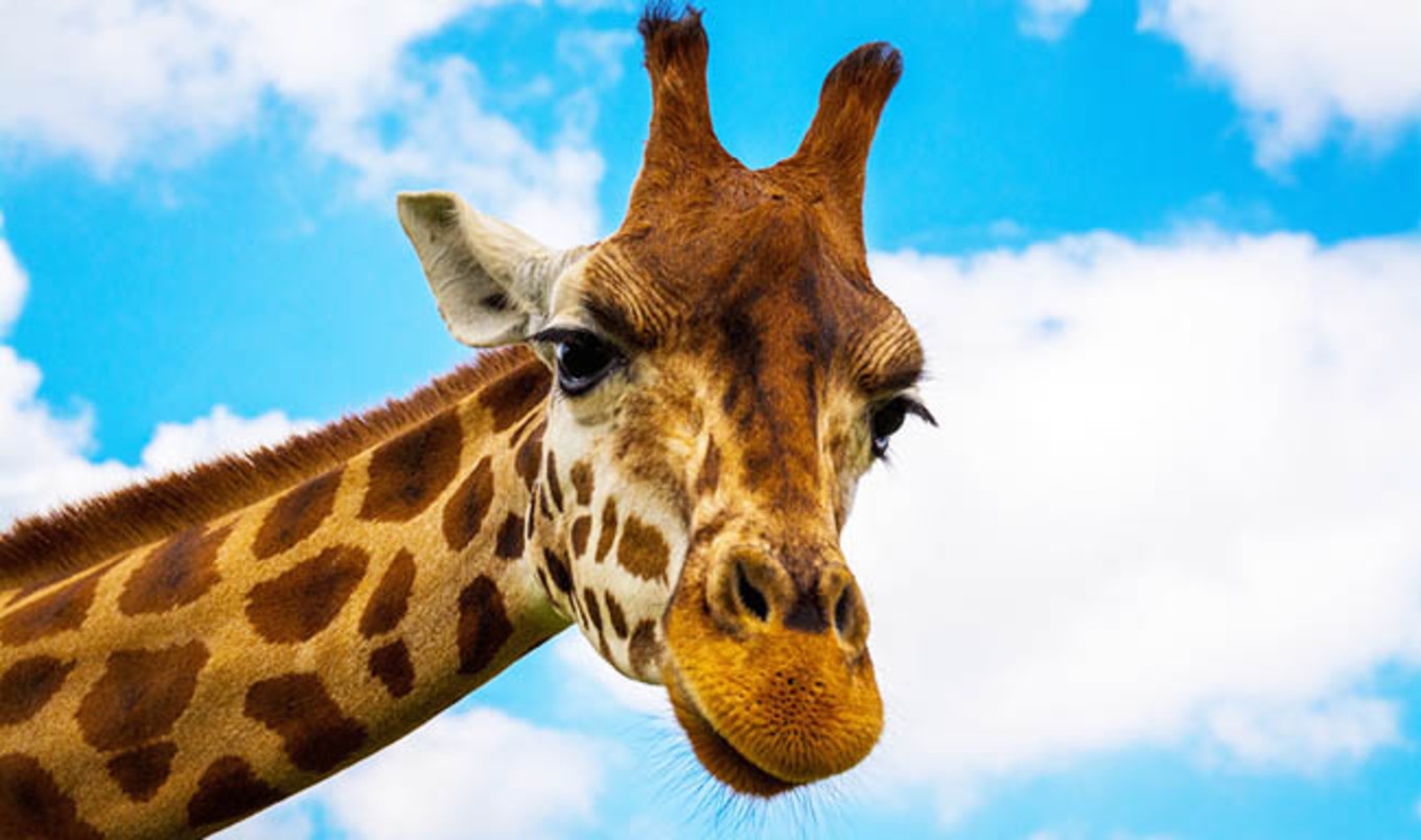 Giraffes Placed on Extinction Watchlist